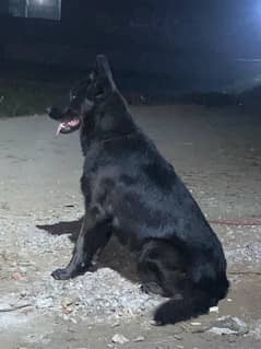 black shepherd only for stud