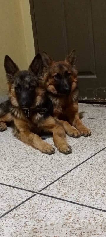 German Shepherd Dogs Gsd pair 0