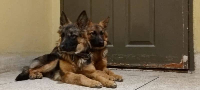 German Shepherd Dogs Gsd pair 1