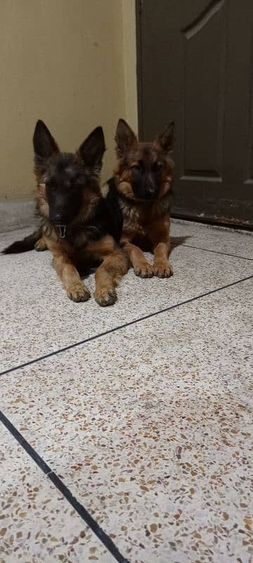 German Shepherd Dogs Gsd pair 2