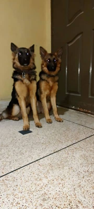 German Shepherd Dogs Gsd pair 3