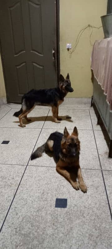 German Shepherd Dogs Gsd pair 4