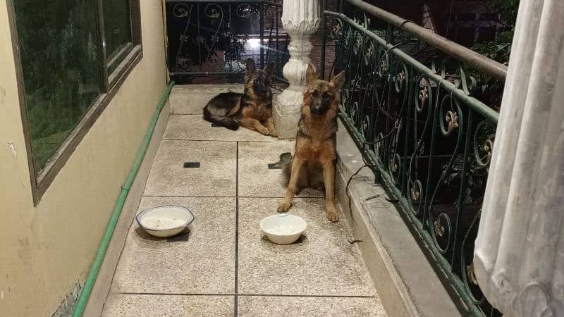 German Shepherd Dogs Gsd pair 5