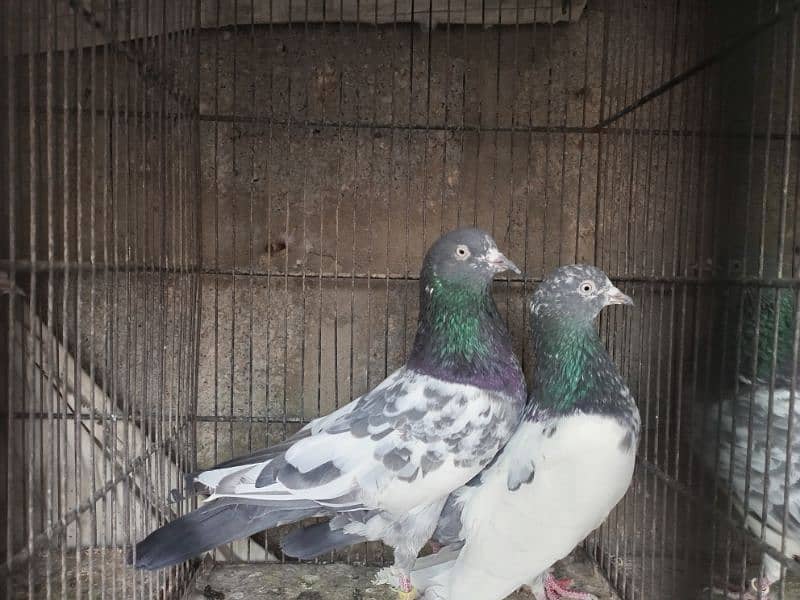 All kind of pigeons 1