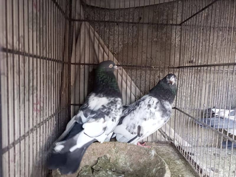 All kind of pigeons 2