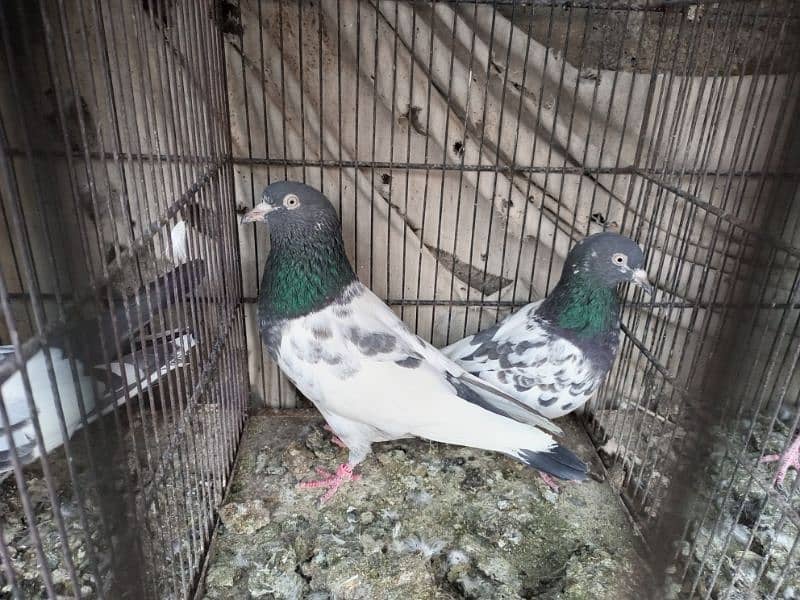 All kind of pigeons 5