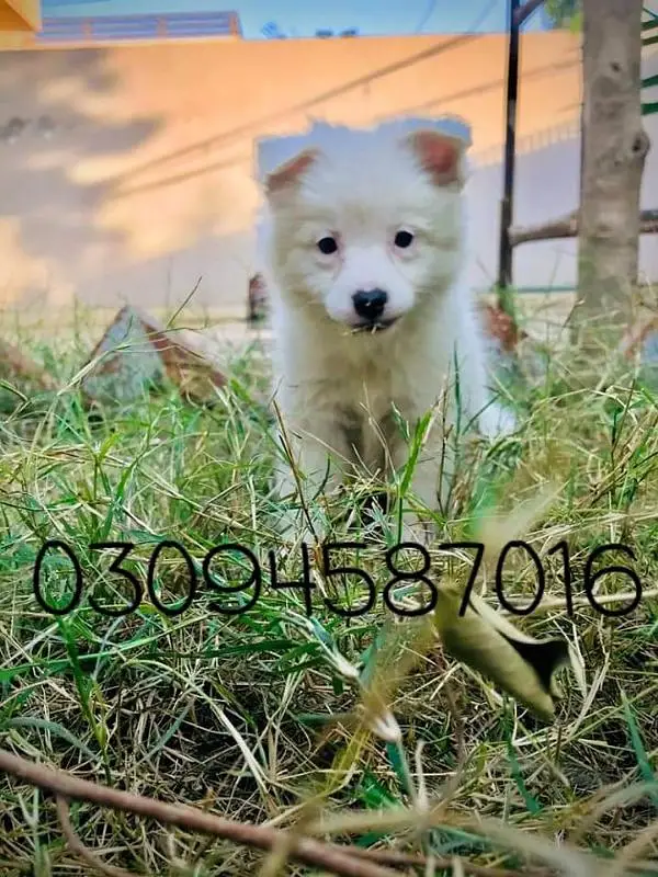 Russain puppies — photo 3