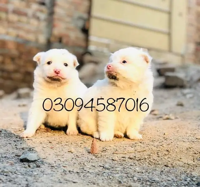 Russain puppies — photo 2