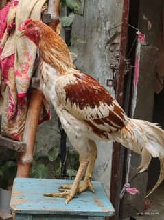 Quality aseel bird for sale