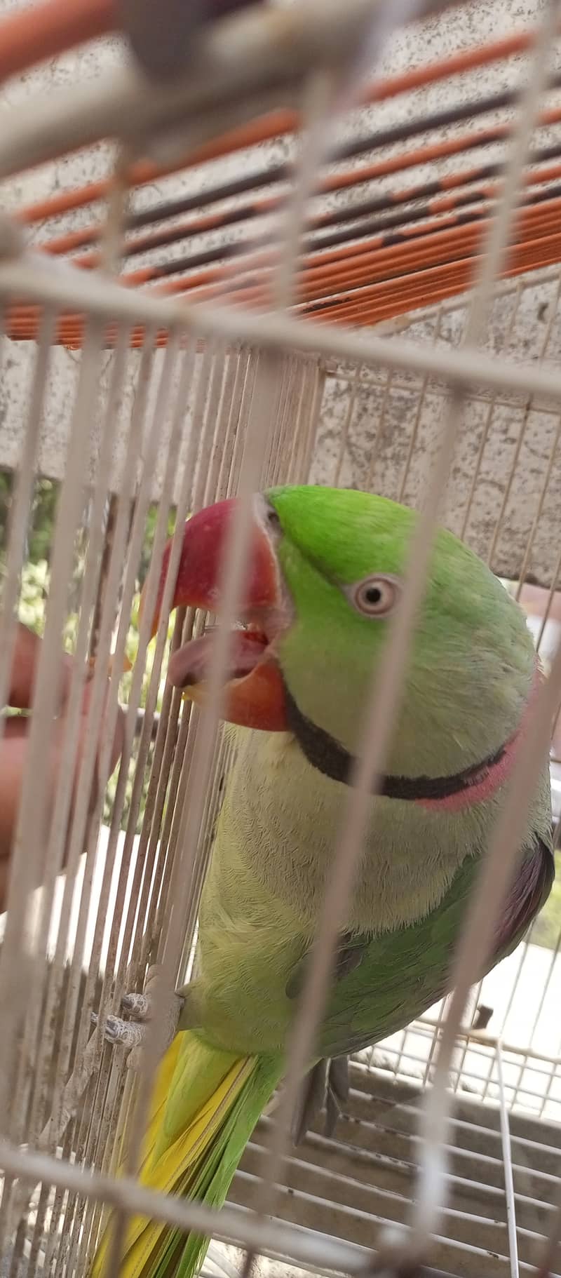 Raw Green male Parrot 0