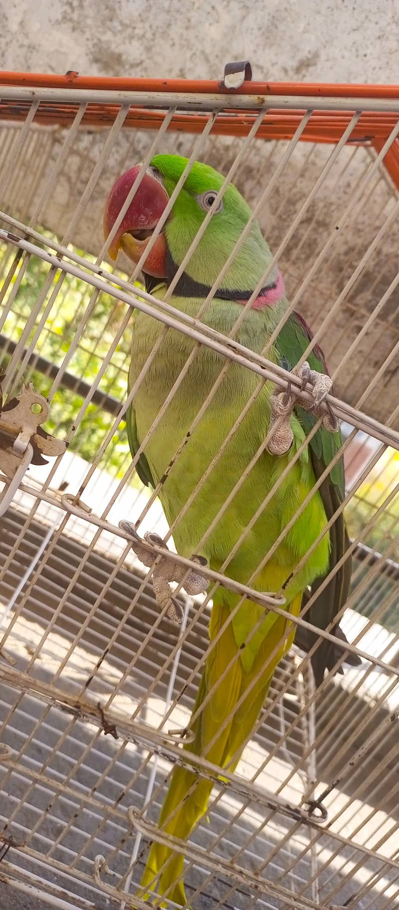 Raw Green male Parrot 1