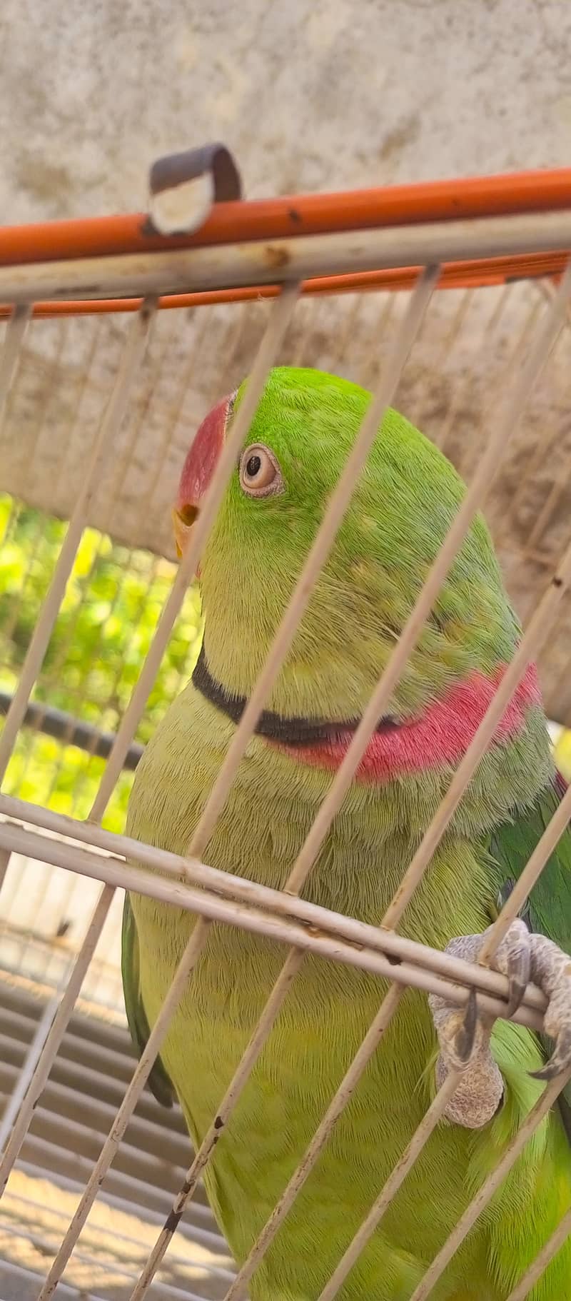 Raw Green male Parrot 2