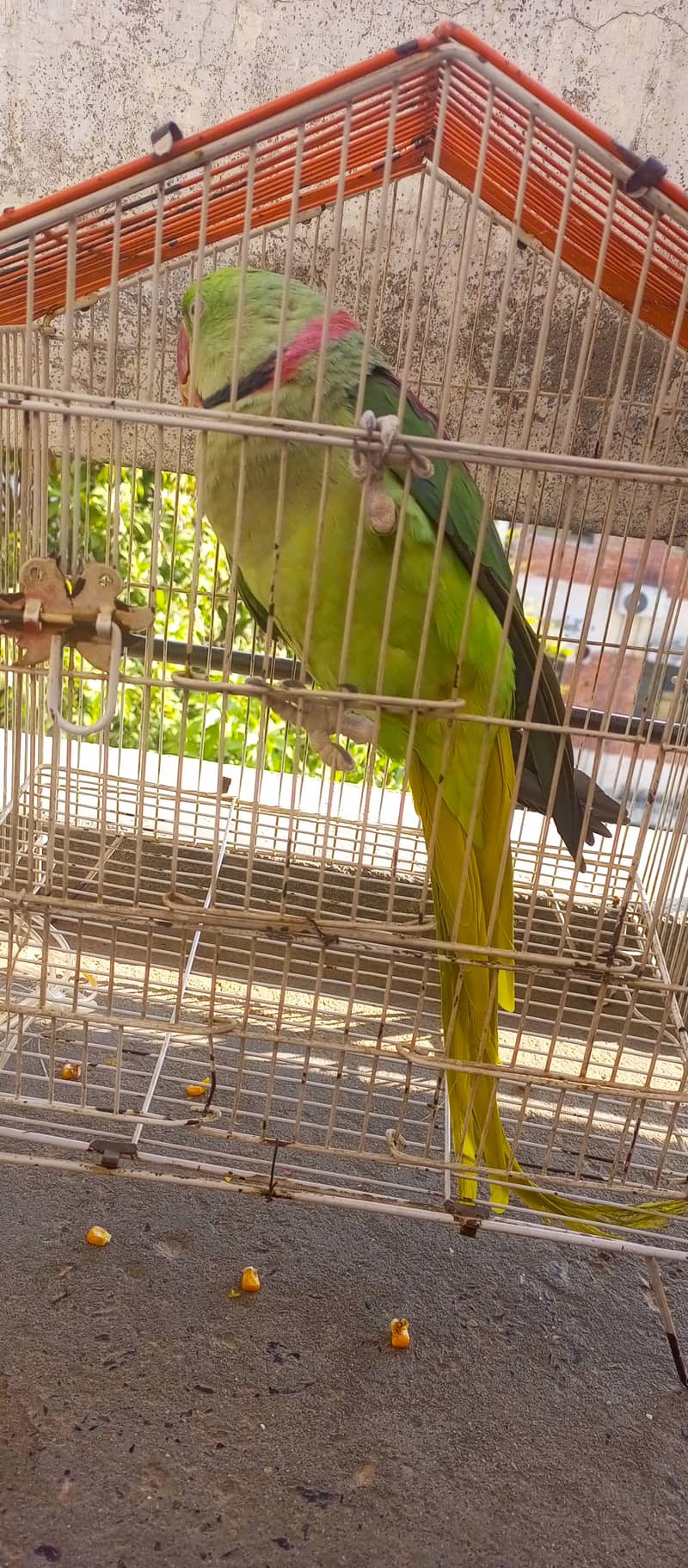 Raw Green male Parrot 3