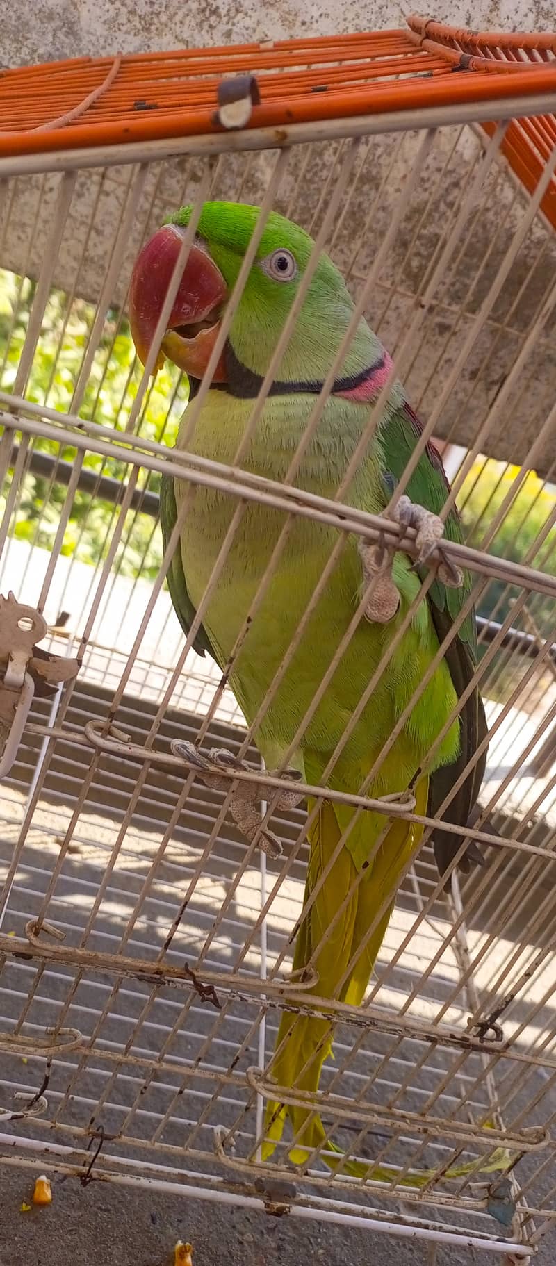 Raw Green male Parrot 4