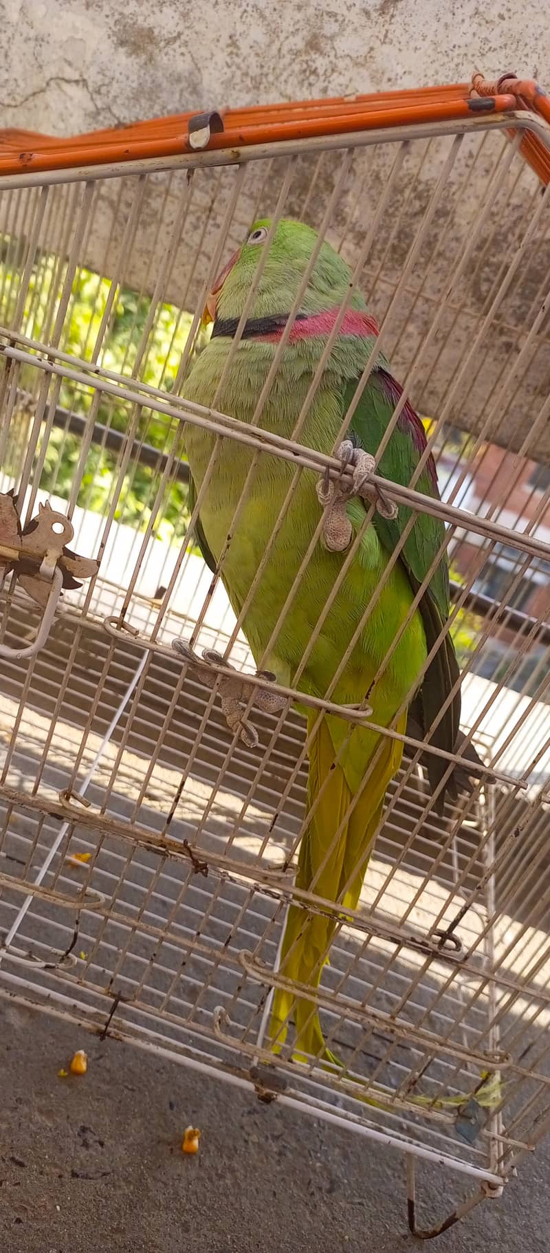 Raw Green male Parrot 5