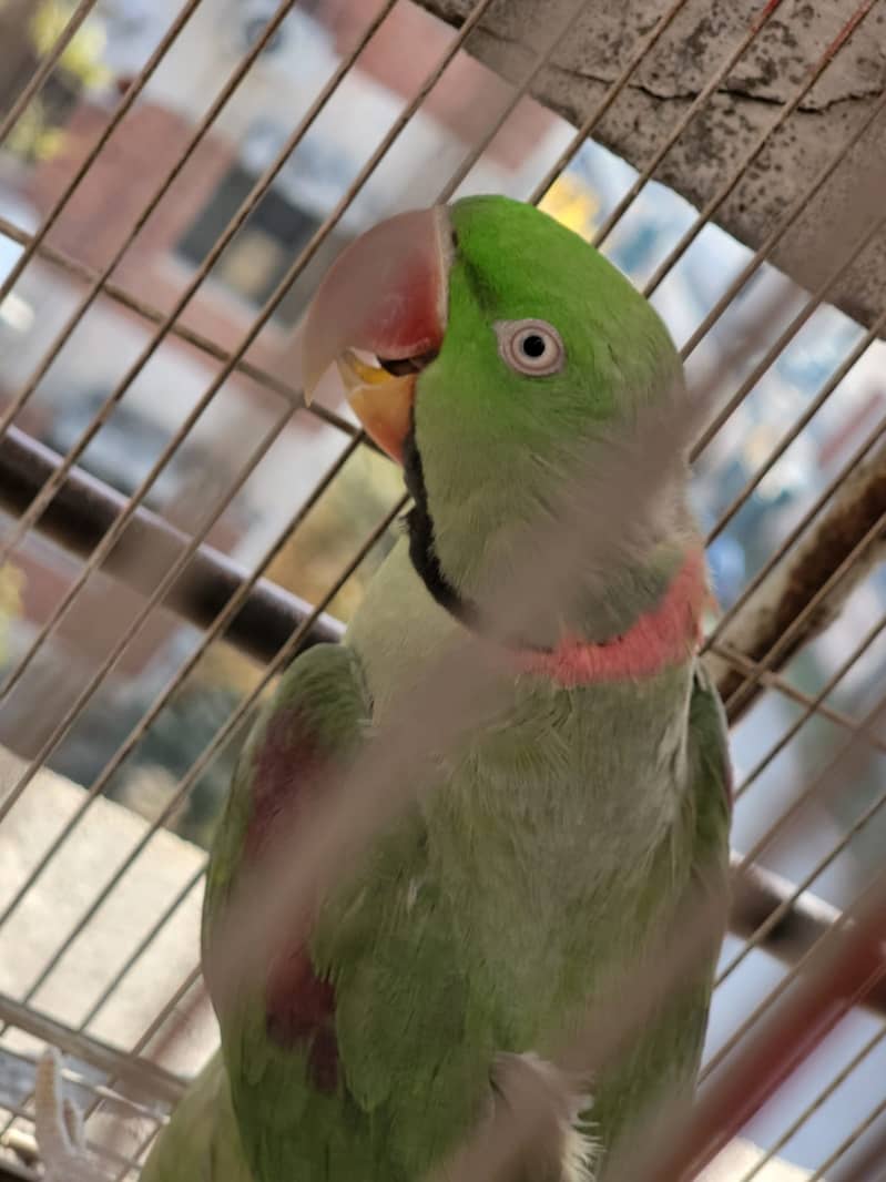 Raw Green male Parrot 6