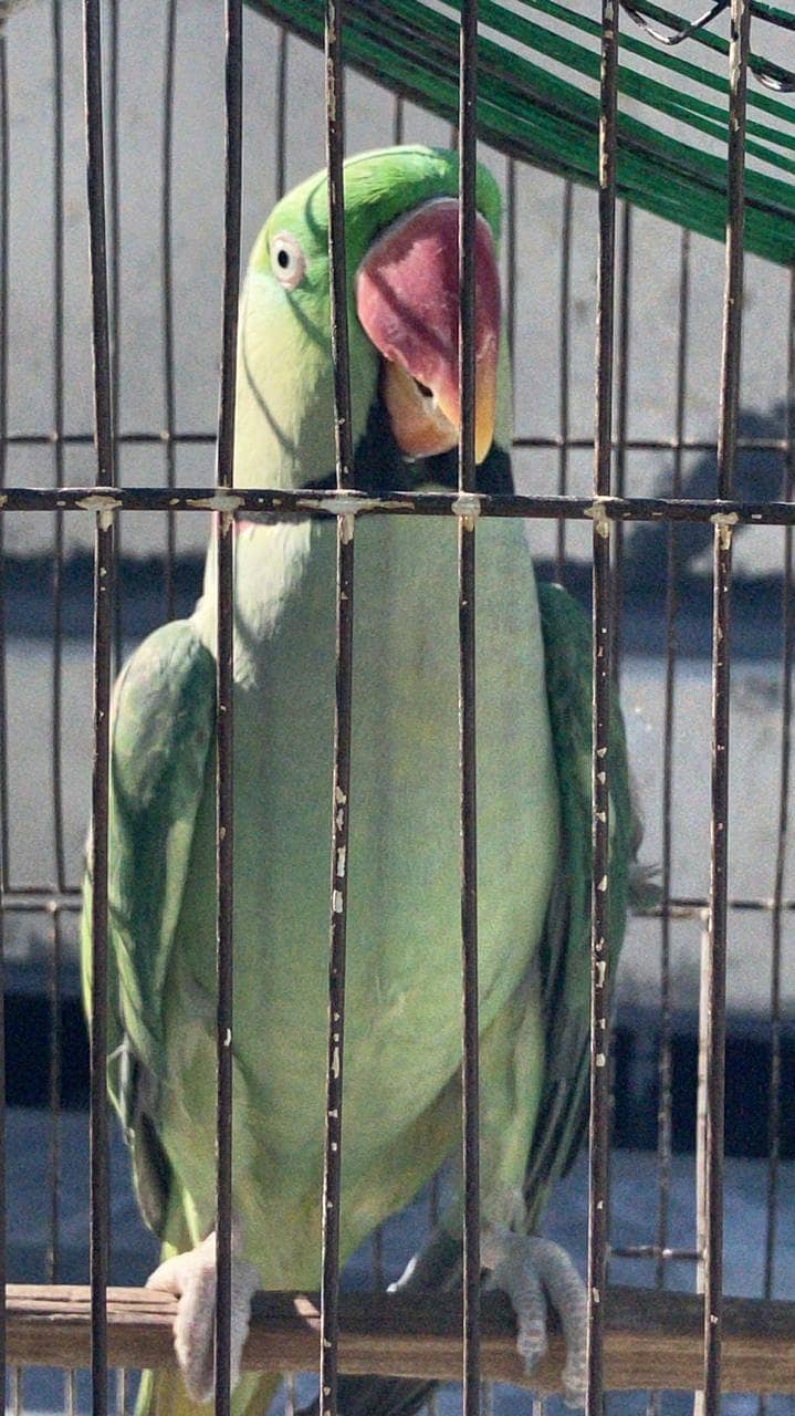 Raw Green male Parrot 7