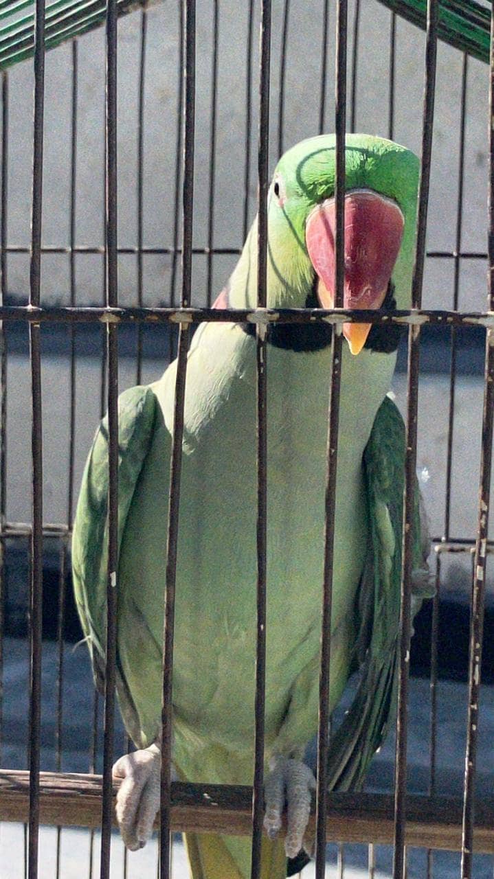 Raw Green male Parrot 9