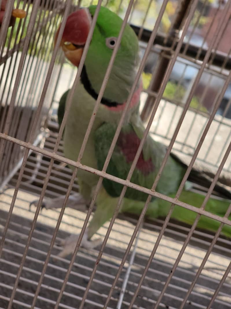 Raw Green male Parrot 10