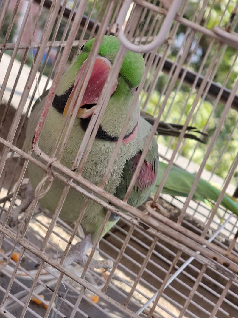 Raw Green male Parrot 12