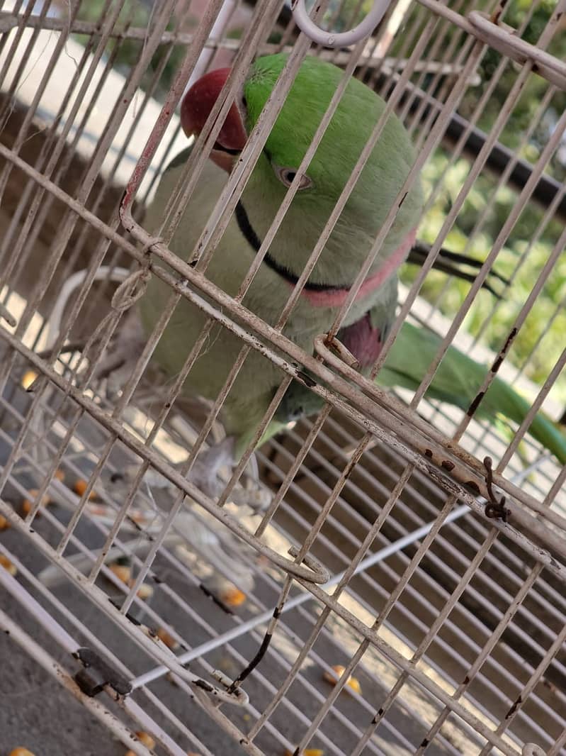 Raw Green male Parrot 14