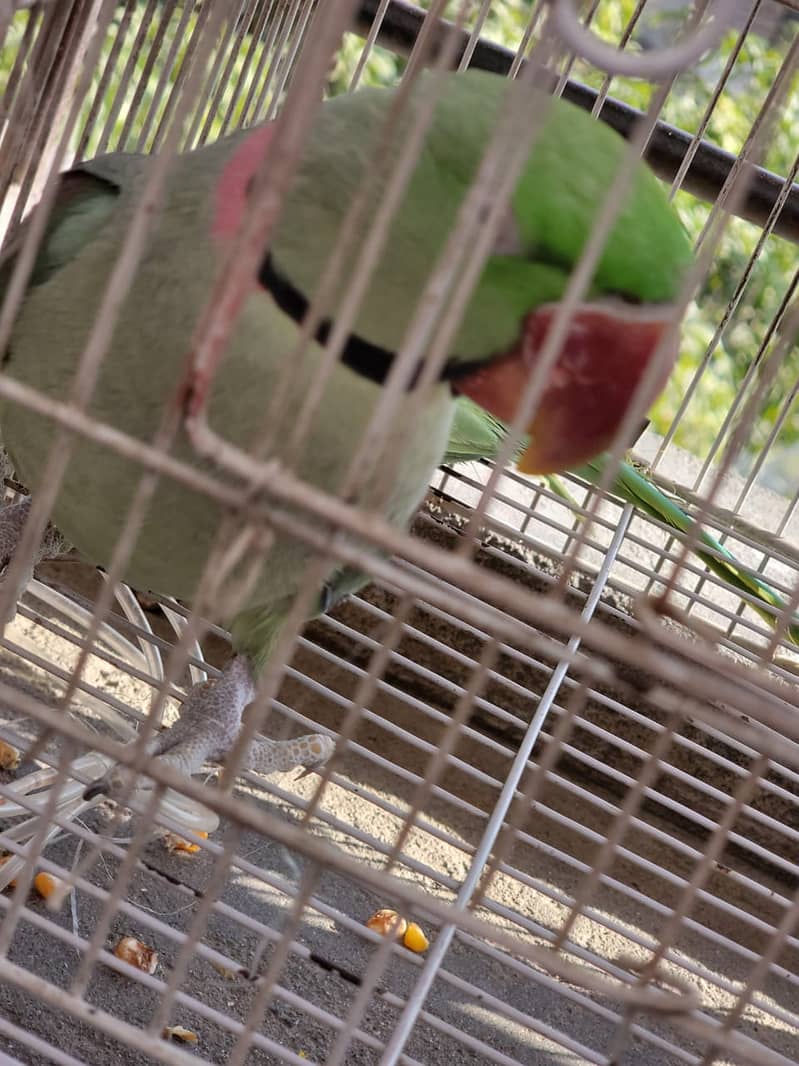 Raw Green male Parrot 15