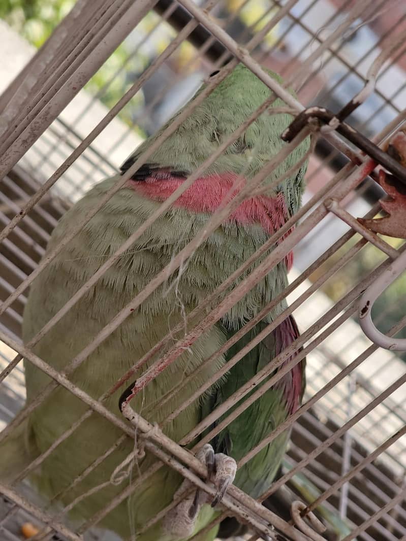 Raw Green male Parrot 16