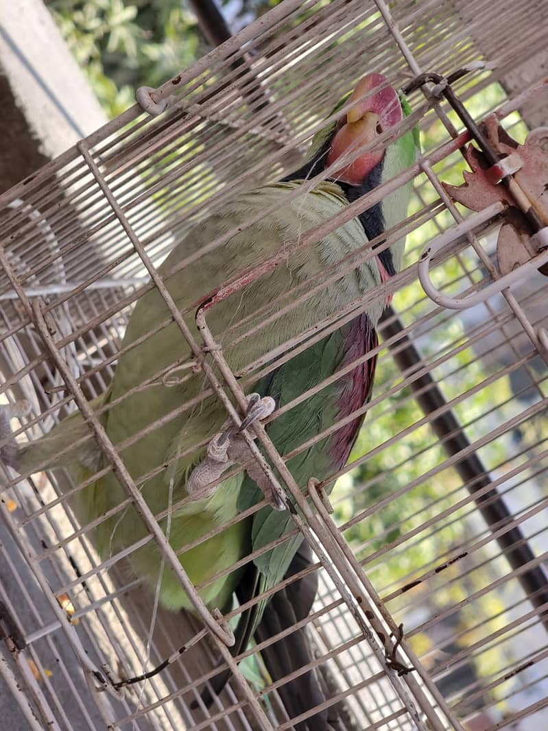 Raw Green male Parrot 17