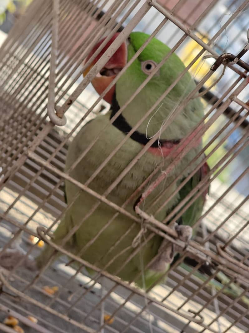 Raw Green male Parrot 18