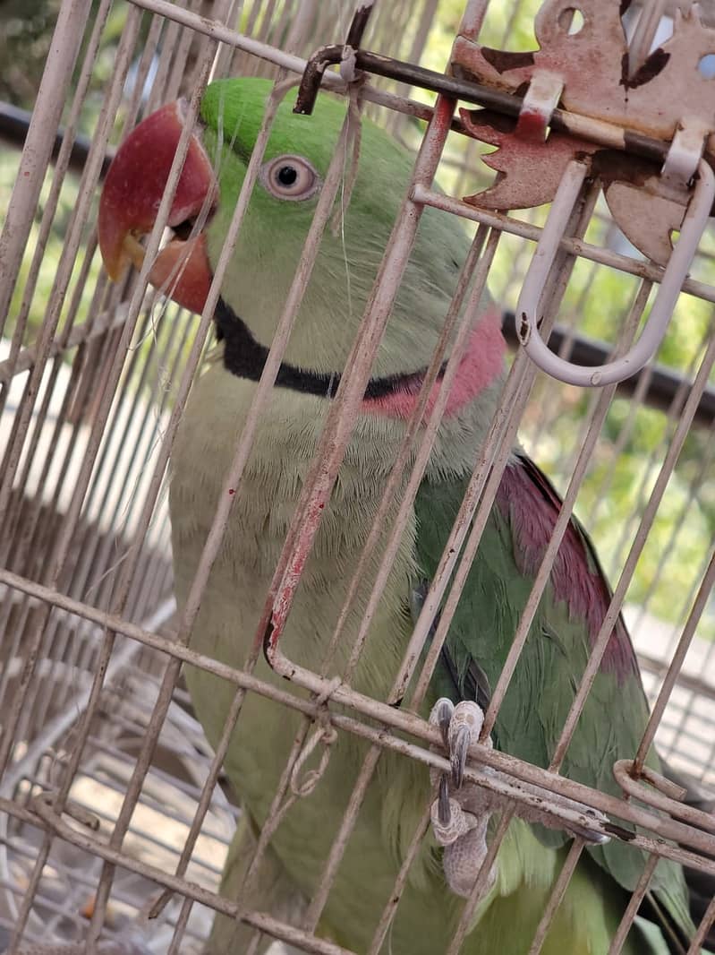 Raw Green male Parrot 19