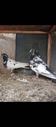 rampuri breeder pair guranted