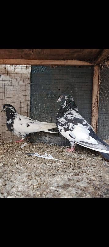 rampuri breeder pair guranted 0