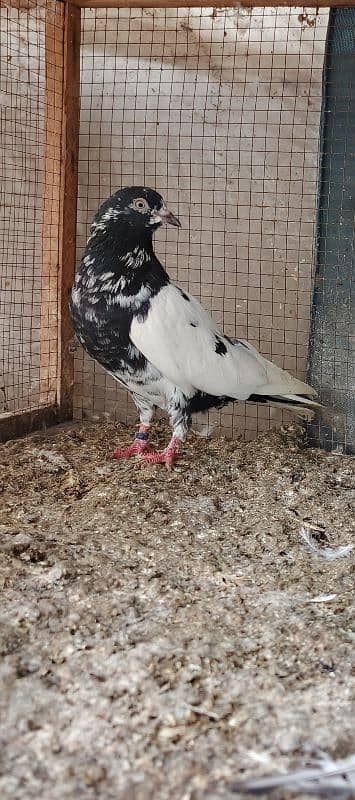 rampuri breeder pair guranted 2