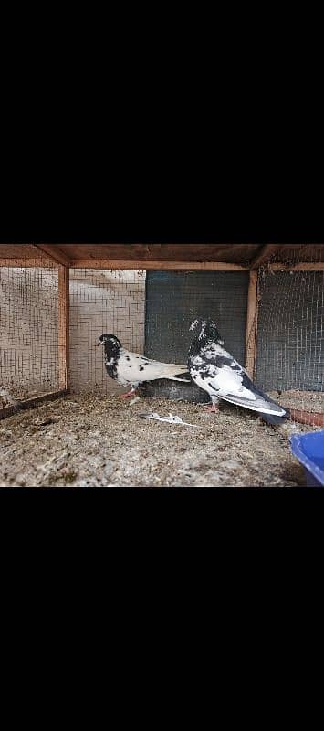 rampuri breeder pair guranted 3