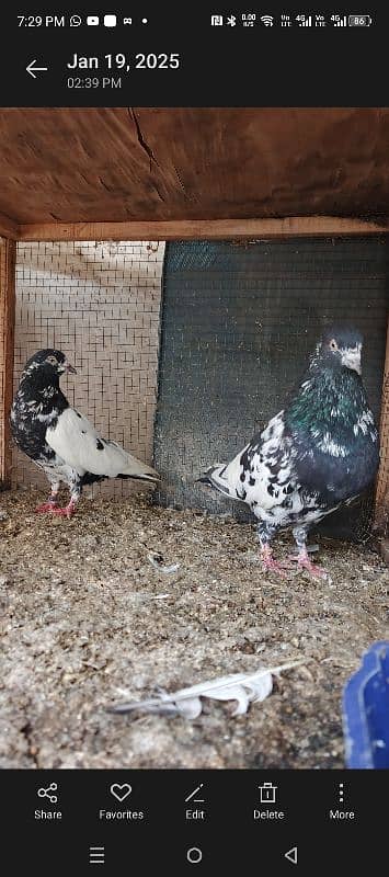 rampuri breeder pair guranted 5