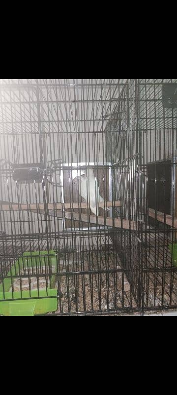 3 pair albino red eye into balck eye with cage box 1