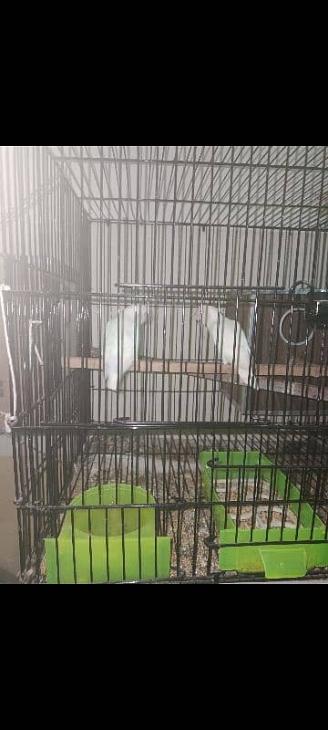 3 pair albino red eye into balck eye with cage box 3