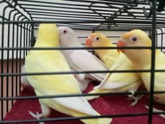 Lovebirds (Whole Breeder Setup For Sale)