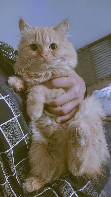 Male cat for meeting only 1000 rs 1