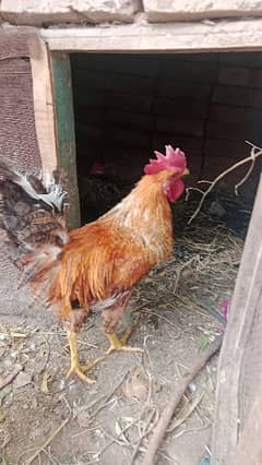 Desi Hen for Sell