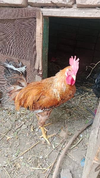 Desi Hen for Sell 1