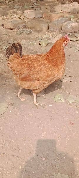 Desi Hen for Sell 2