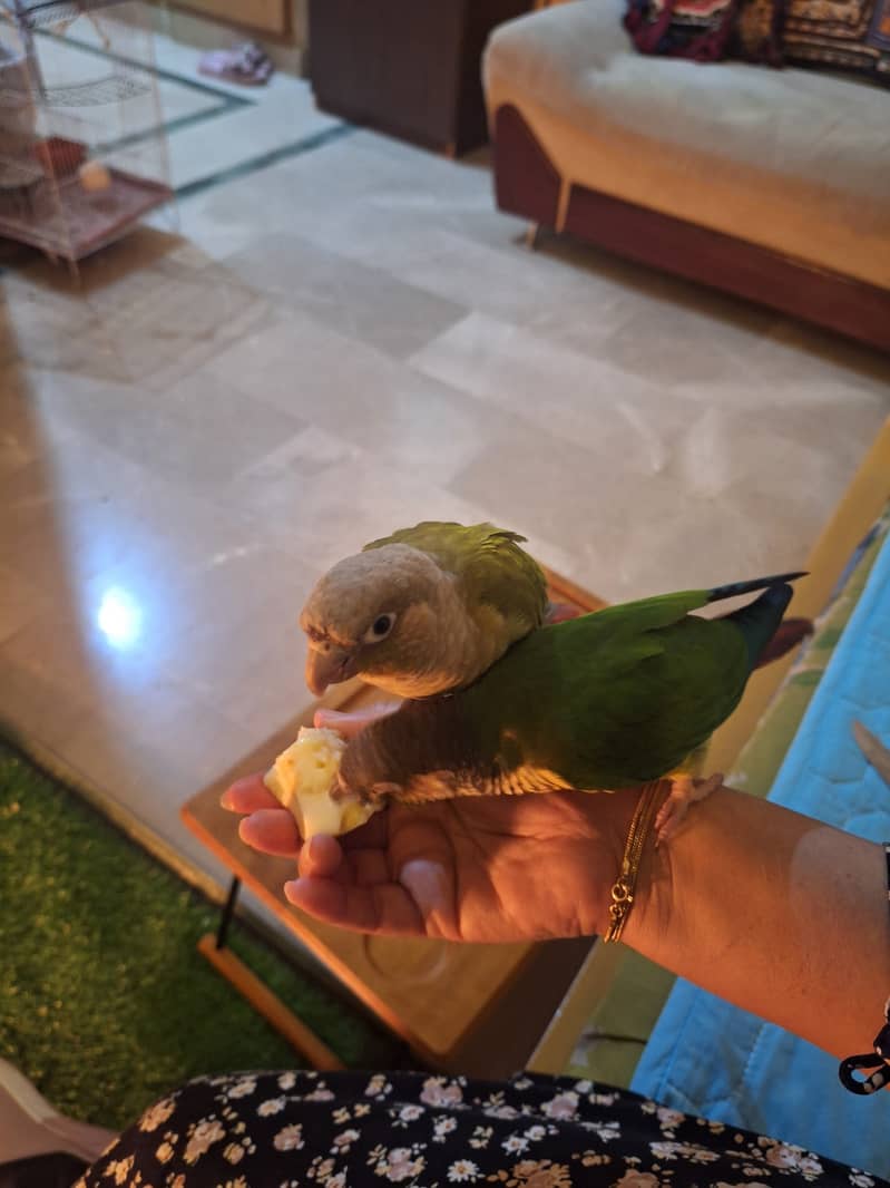 conure 4