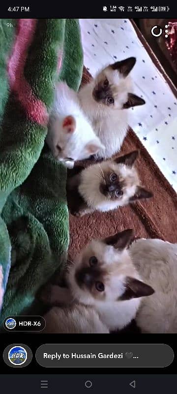 pure Siamese kittens 0