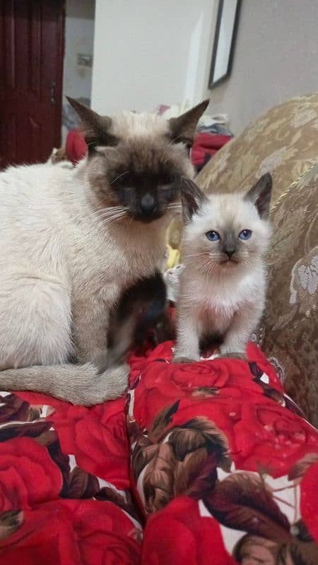 pure Siamese kittens 1