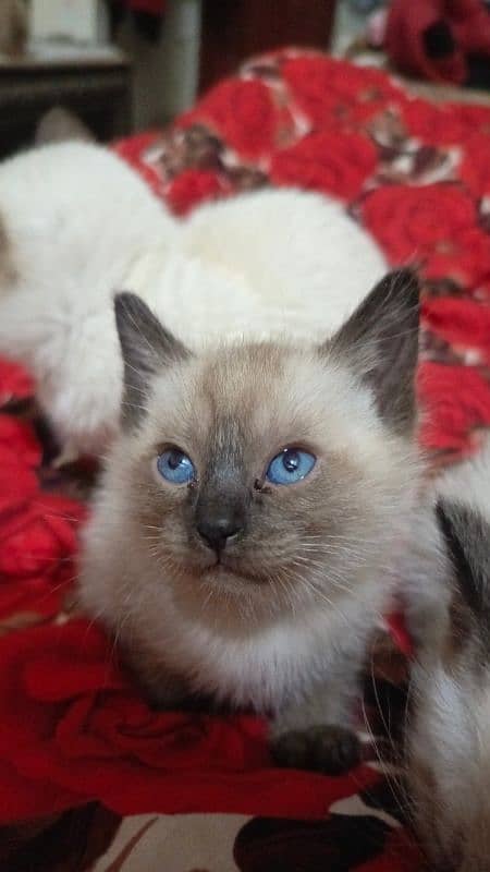 pure Siamese kittens 2