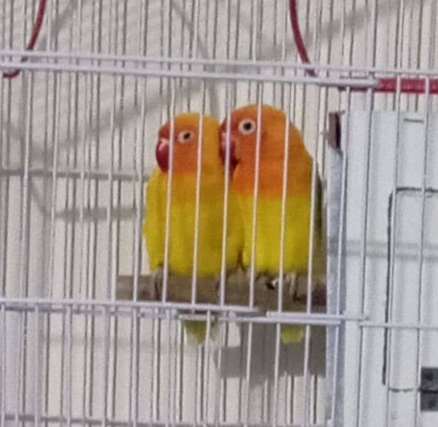 love birds 0