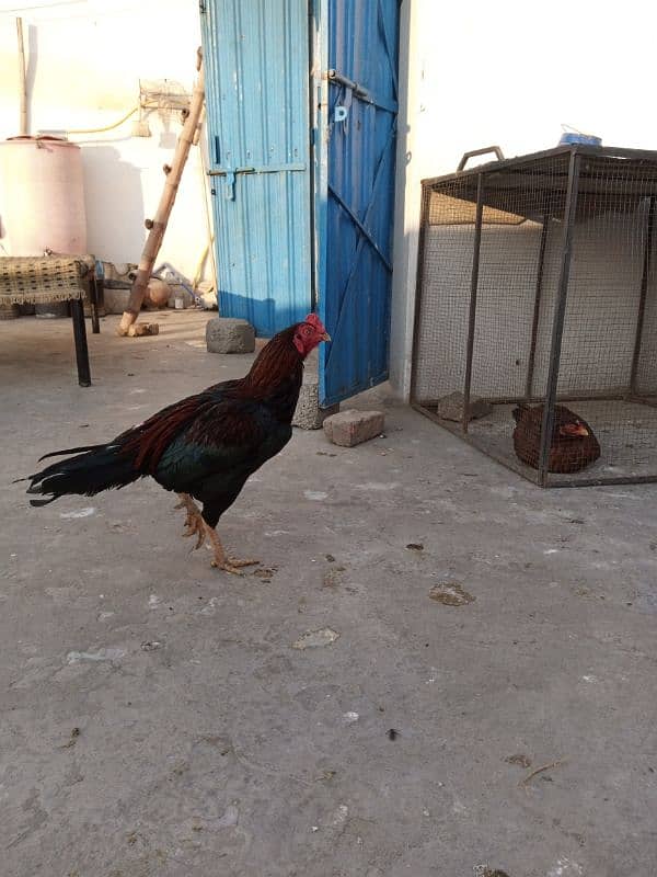 Aseel Male and Female for sale 03029665947 0