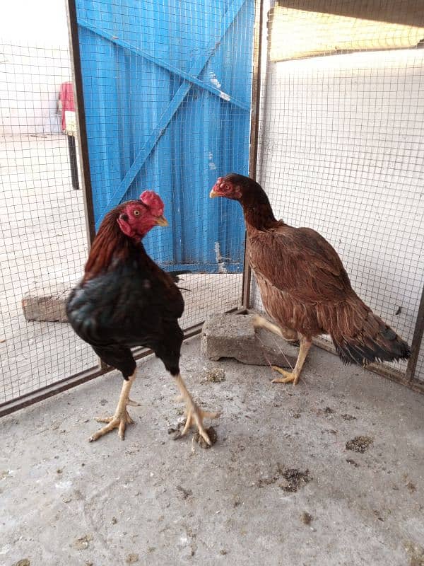 Aseel Male and Female for sale 03029665947 4