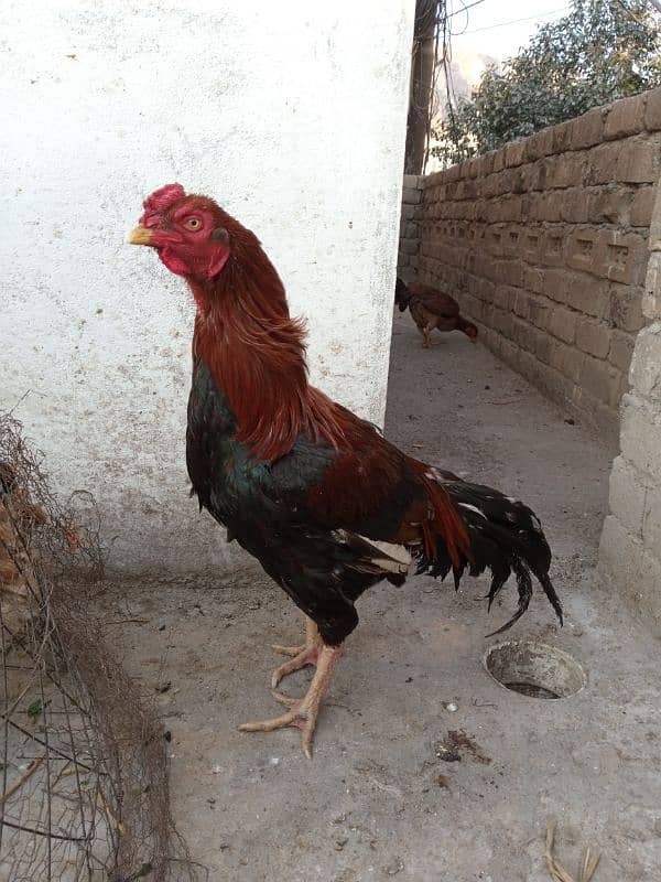 Aseel Male and Female for sale 03029665947 6